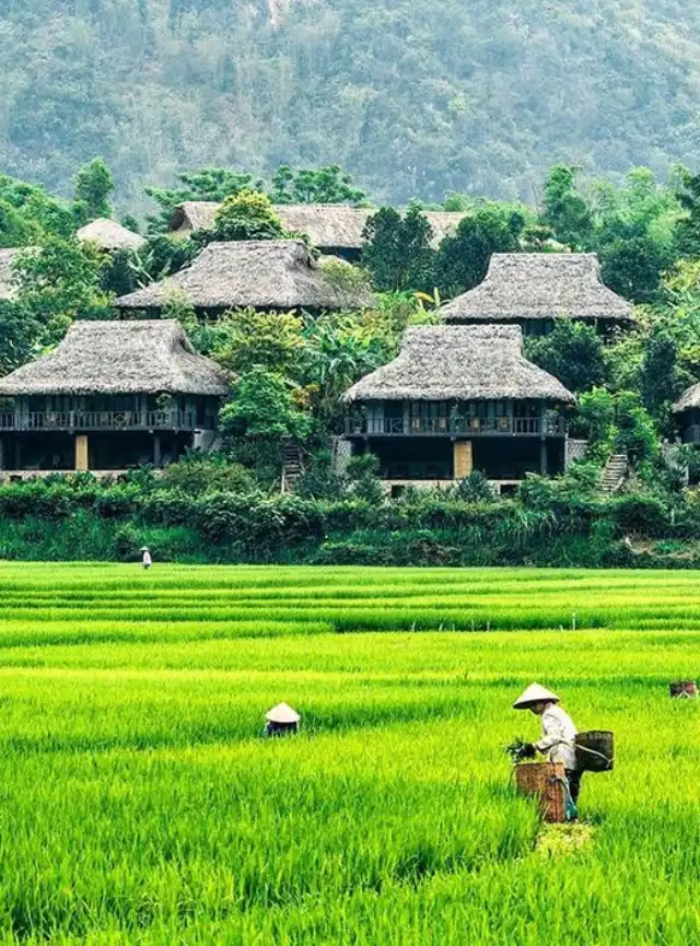O verde do norte do Vietnam
