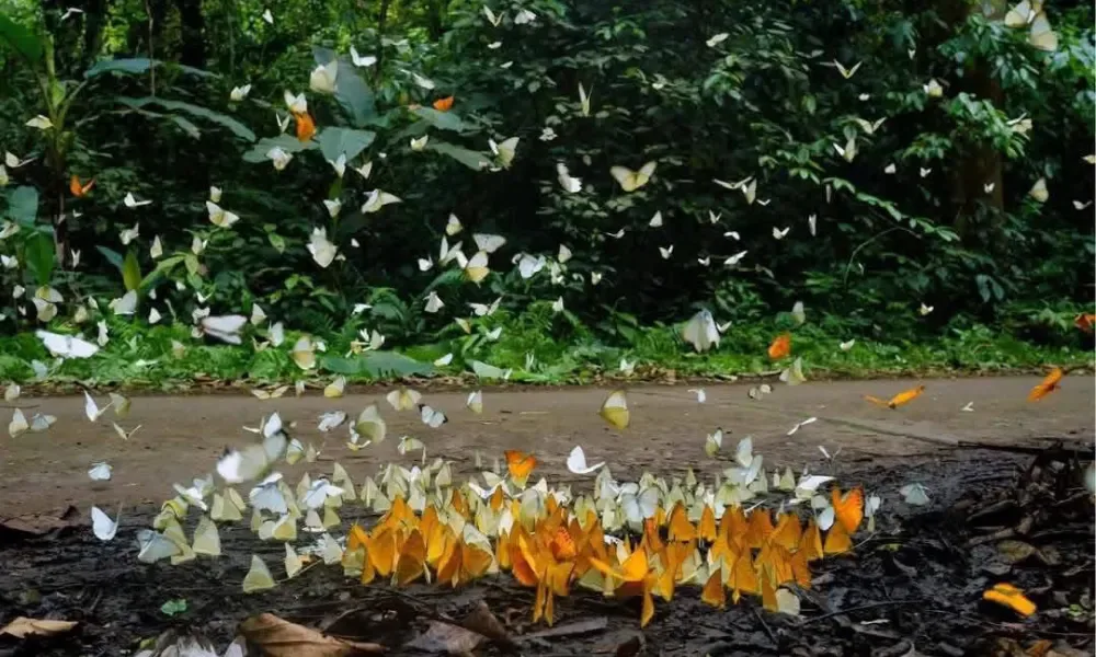 A beleza das borboletas em Cuc Phuong