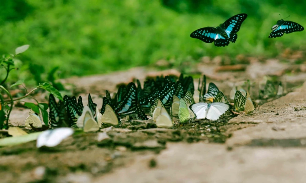 Borboletas azuis Nymphalidae