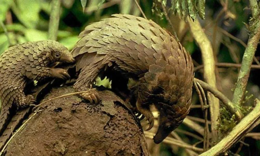 Conservação de Carnívoros e Pangolins